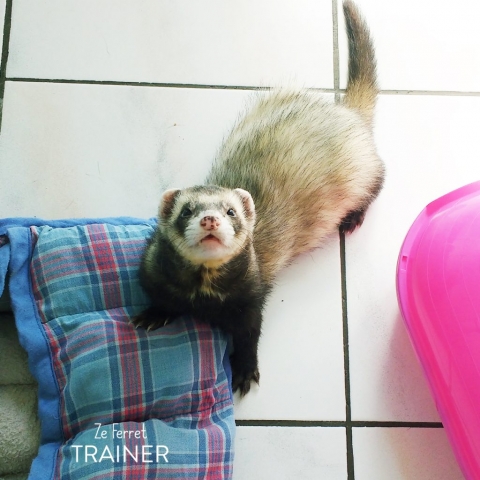 Furet, petsitting, fufu sitter, Paris, Les Lilas