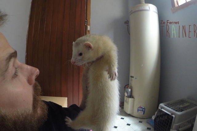 Max qui m'écoute lors d'une séance d'éducation pour furet